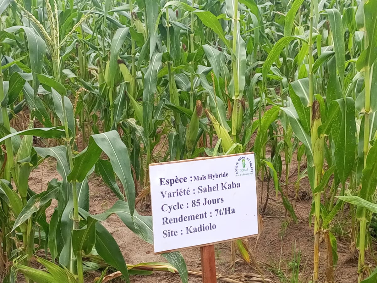 La technologie hybrides expliquée aux agriculteurs de Kadiolo